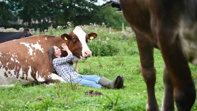 Kuh-Kuscheln beim Hof Lüttje Drööm in Jevenstedt Zum Kuh-Kuscheln kommt laut Laura Morschett der Querschnitt der Gesellschaft.