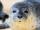 Von einem Flugzeug aus werden die Seehunde im Wattenmeer gezählt - größere Ansammlungen werden dafür fotografiert.