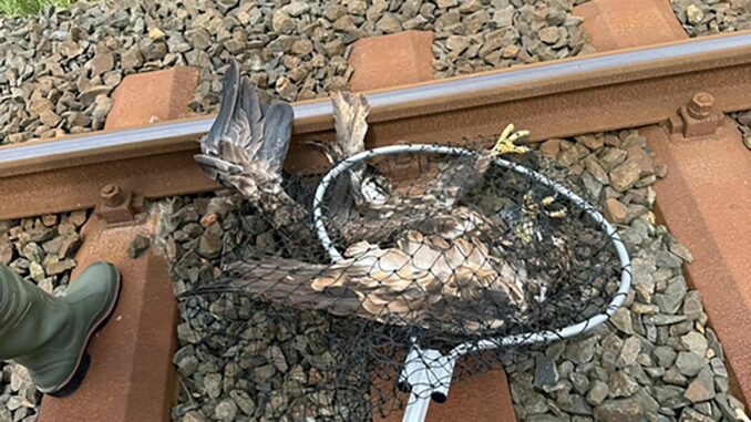 Erschöpfter Seeadler von Bahngleisen geborgen Das von den Bahngleisen gerettete Tier soll an die Wildtierauffangstation Klein Sparrieshoop übergeben werden.