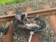 Das von den Bahngleisen gerettete Tier soll an die Wildtierauffangstation Klein Sparrieshoop übergeben werden.