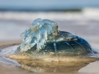 Eine Qualle liegt am Strand. (Archivfoto)