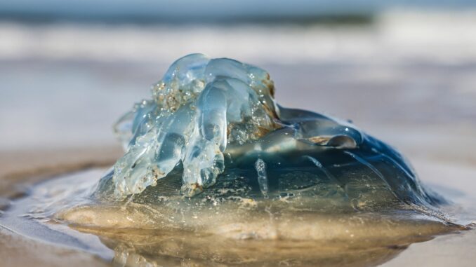Qualle am Strand Eine Qualle liegt am Strand. (Archivfoto)