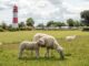 Die Schleswig-Holsteiner fühlen sich mehrheitlich stark mit ihrem Bundesland verbunden, weniger mit Deutschland. (Archivbild)