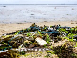 Die ökologische Belastung der deutschen Küsten ist groß - künftig will die Deutsche Bundesstiftung Umwelt pro Jahr 10 Millionen Euro für Schutzprojekte ausgeben.