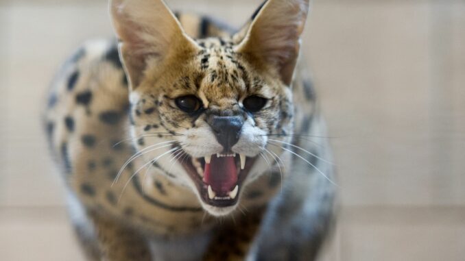 Serval Im Landkreis Stormarn ist ein Serval entwichen. (Archivbild)