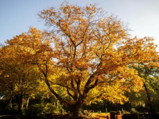 In Elmshorn wurden Bäume mit Glyphosat geschädigt. (Symbolbild)