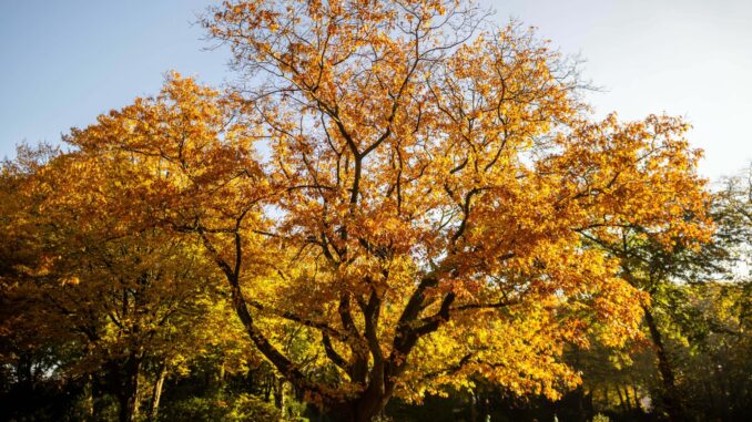 Amerikanische Roteiche In Elmshorn wurden Bäume mit Glyphosat geschädigt. (Symbolbild)