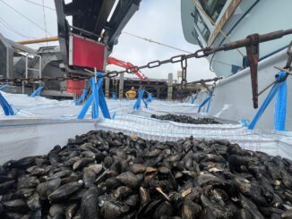 Die Muschelfischer rechnen dieses Jahr wieder mit einer guten Qualität.