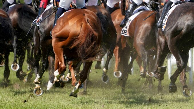 Galopp-Rennen in Hamburg-Horn Der Hengst Augustus hat den Großen Hansa-Preis gewonnen.