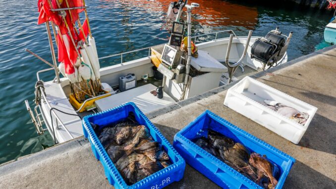 Schlechte Aussichten für Fischerei in Schleswig-Holstein Die Lage der Fischer im Norden ist schwierig. (Symbolbild)