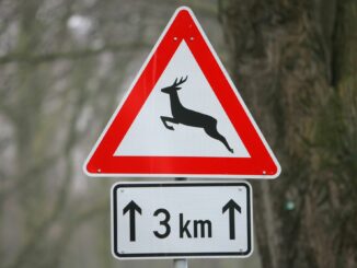 Ein plötzlich auftauchendes Reh sorgte bei Glücksburg für einen Verkehrsunfall. (Symbolbild)