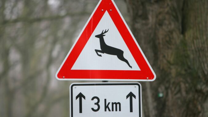 Wildwechsel Ein plötzlich auftauchendes Reh sorgte bei Glücksburg für einen Verkehrsunfall. (Symbolbild)